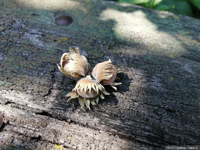 Дачные приключения Сударыни Мыши или "Три орешка для Золушки" | Бэйбики Дачные приключения Сударыни Мыши или "Три орешка для Золушки"