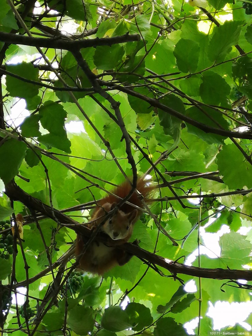 Дачные приключения Сударыни Мыши или "Три орешка для Золушки" | Бэйбики Дачные приключения Сударыни Мыши или "Три орешка для Золушки"