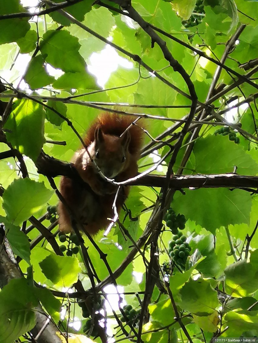 Дачные приключения Сударыни Мыши или "Три орешка для Золушки" | Бэйбики Дачные приключения Сударыни Мыши или "Три орешка для Золушки"