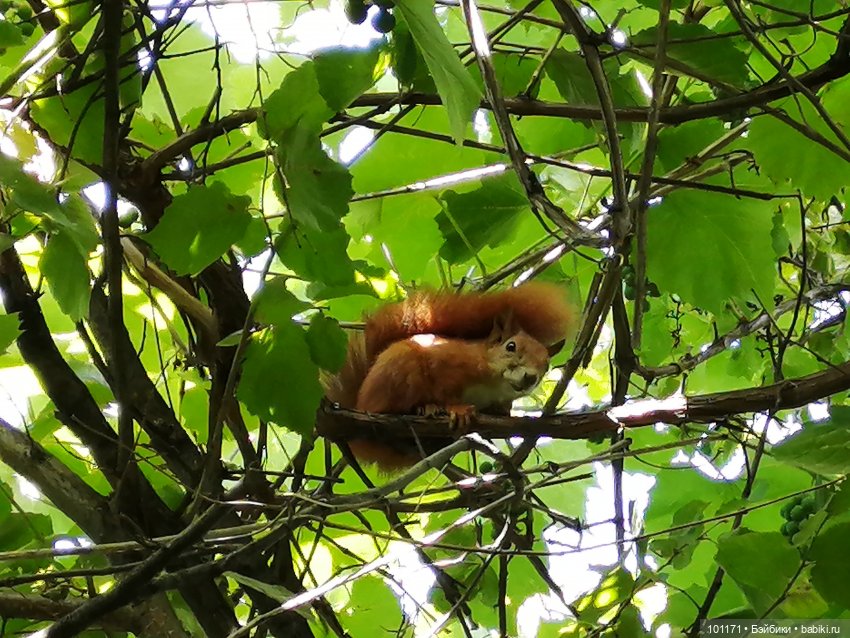 Дачные приключения Сударыни Мыши или "Три орешка для Золушки" | Бэйбики Дачные приключения Сударыни Мыши или "Три орешка для Золушки"