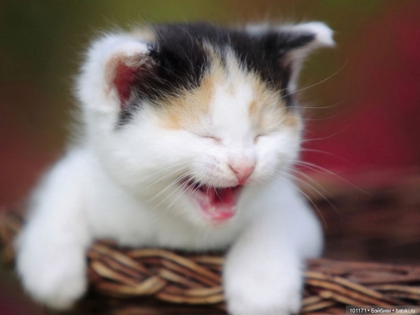 Улыбнитесь, друзья — Болталка и разговоры обо всем: жизнь