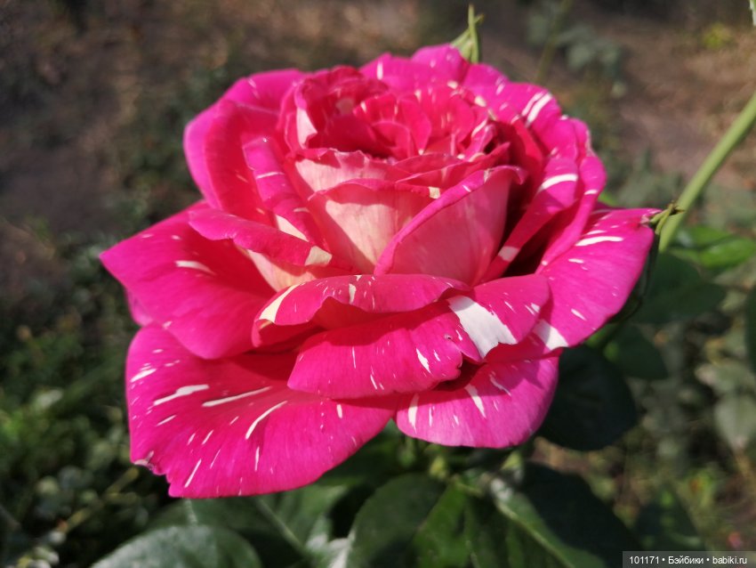 Оленька-Дюймовочка "Аским". "...Даже солнце светит по особому..."