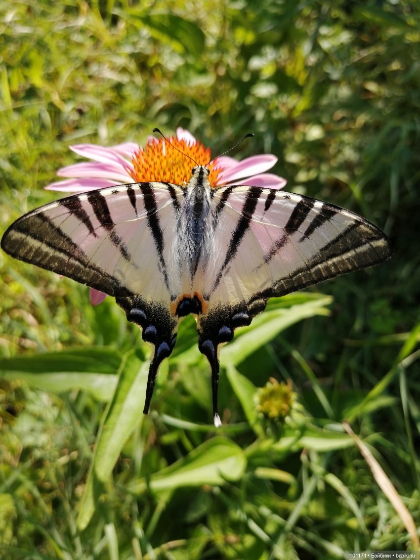 Оленька-Дюймовочка "Аским". "...Даже солнце светит по особому..."