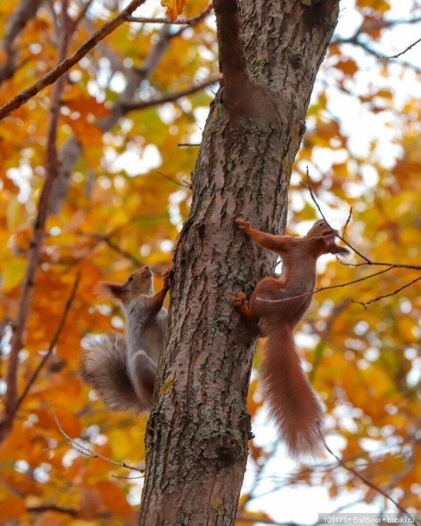 Рыжий флэшмоб: винтажечки спешат