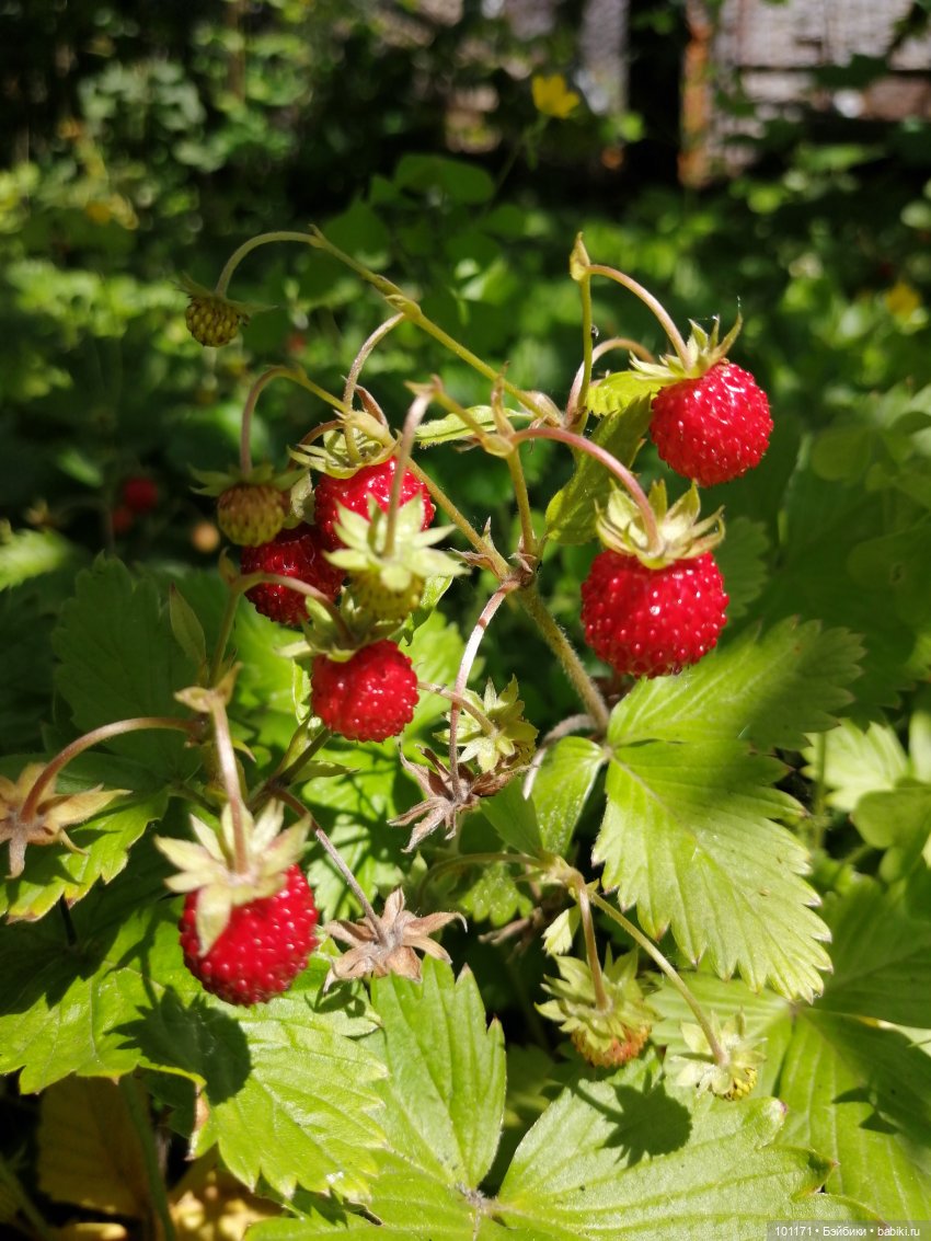 Лелино лето — Советские винтажные куклы (СССР): Ленигрушка (фото 6)