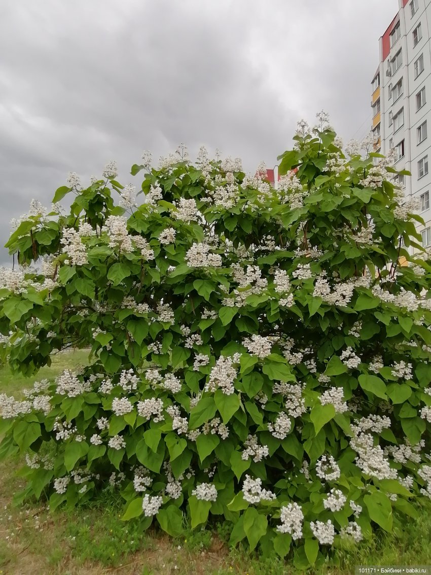 Лелино лето — Советские винтажные куклы (СССР): Ленигрушка