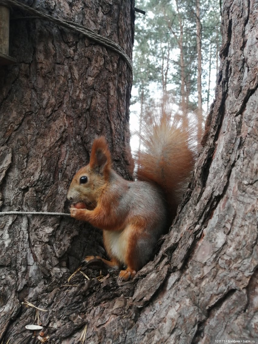 Сюрприз из детства — Игрушки СССР и советского детства: резиновые