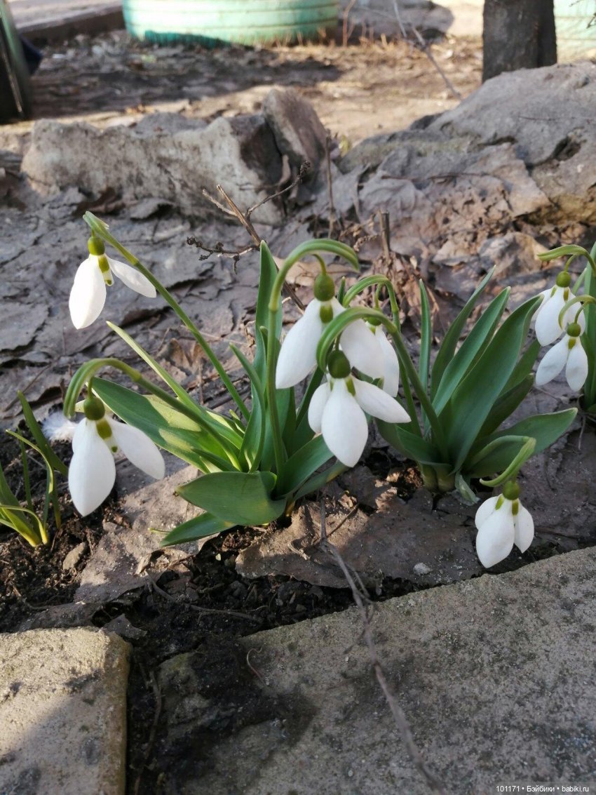 Весенние грезы Алисы — Винтажные куклы ГДР (Немки): Бигги (фото 2)