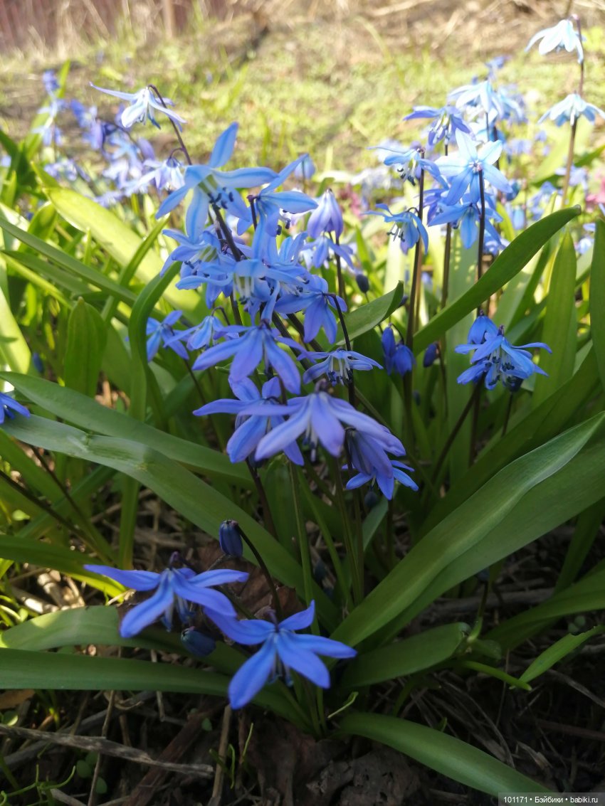 И снова "Блошиный рынок" в Воронеже