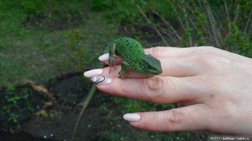 Элли ( Стэллина от "Sebino") и Тотошка на даче (фото 4)