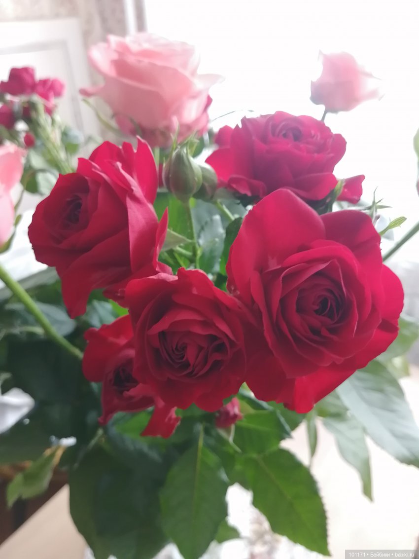 Джолина Балерина от Zapf: радости и хлопоты лета