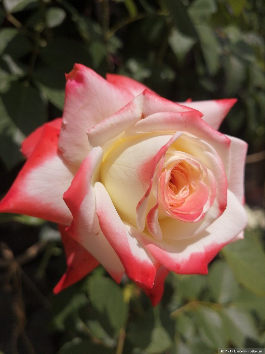 Прогулка малышки Эмили в "Танаисе" ( Hans Volk)