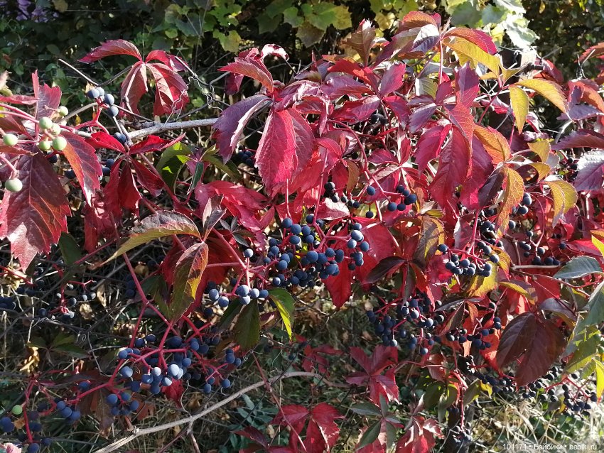 Тина и Регина: "Ну здравствуй, октябрь! "