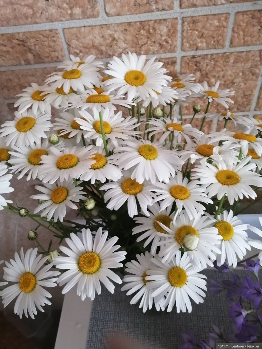 Мариночка и июньское воскресенье