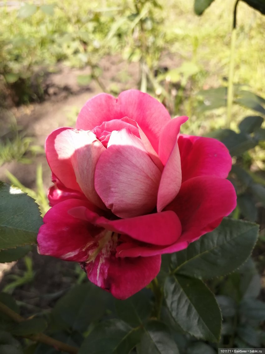 Анжела. "Как долго я тебя искала..." (фото 5)