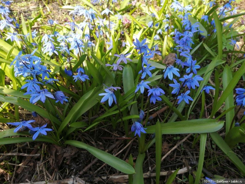Мила, цветы и проказник-апрель (Кукла Мила "Весна") (фото 2)