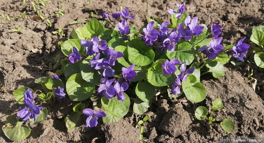 Мила, цветы и проказник-апрель (Кукла Мила "Весна") (фото 3)