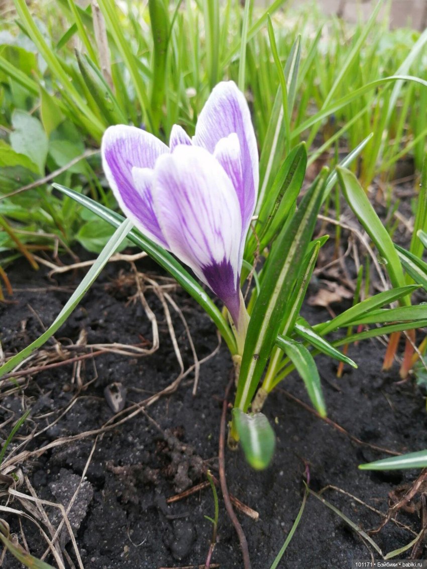 Мила, цветы и проказник-апрель (Кукла Мила "Весна") (фото 4)