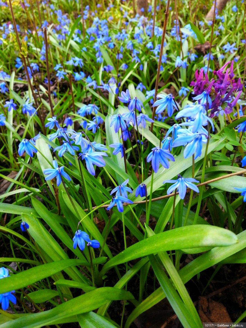 Мила, цветы и проказник-апрель (Кукла Мила "Весна")