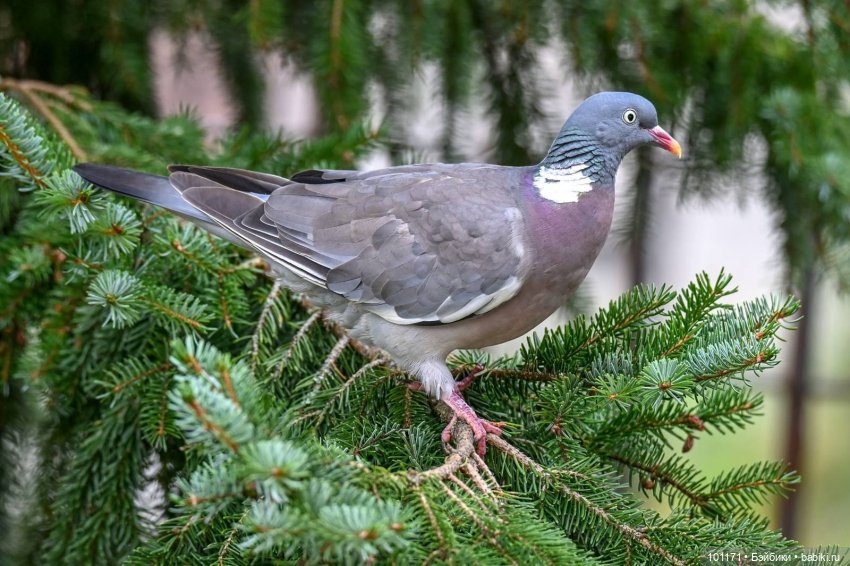 Василинкин июль — Советские винтажные куклы (СССР): Ленигрушка