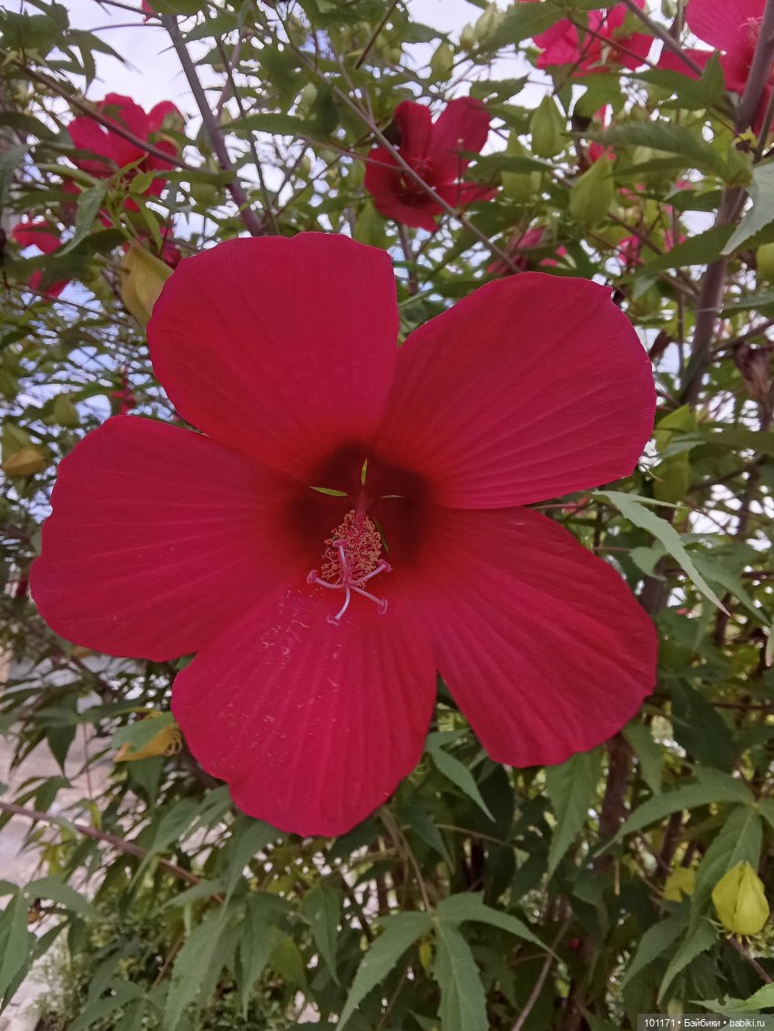 Сухумские этюды 2025.) Часть 1. Светлана