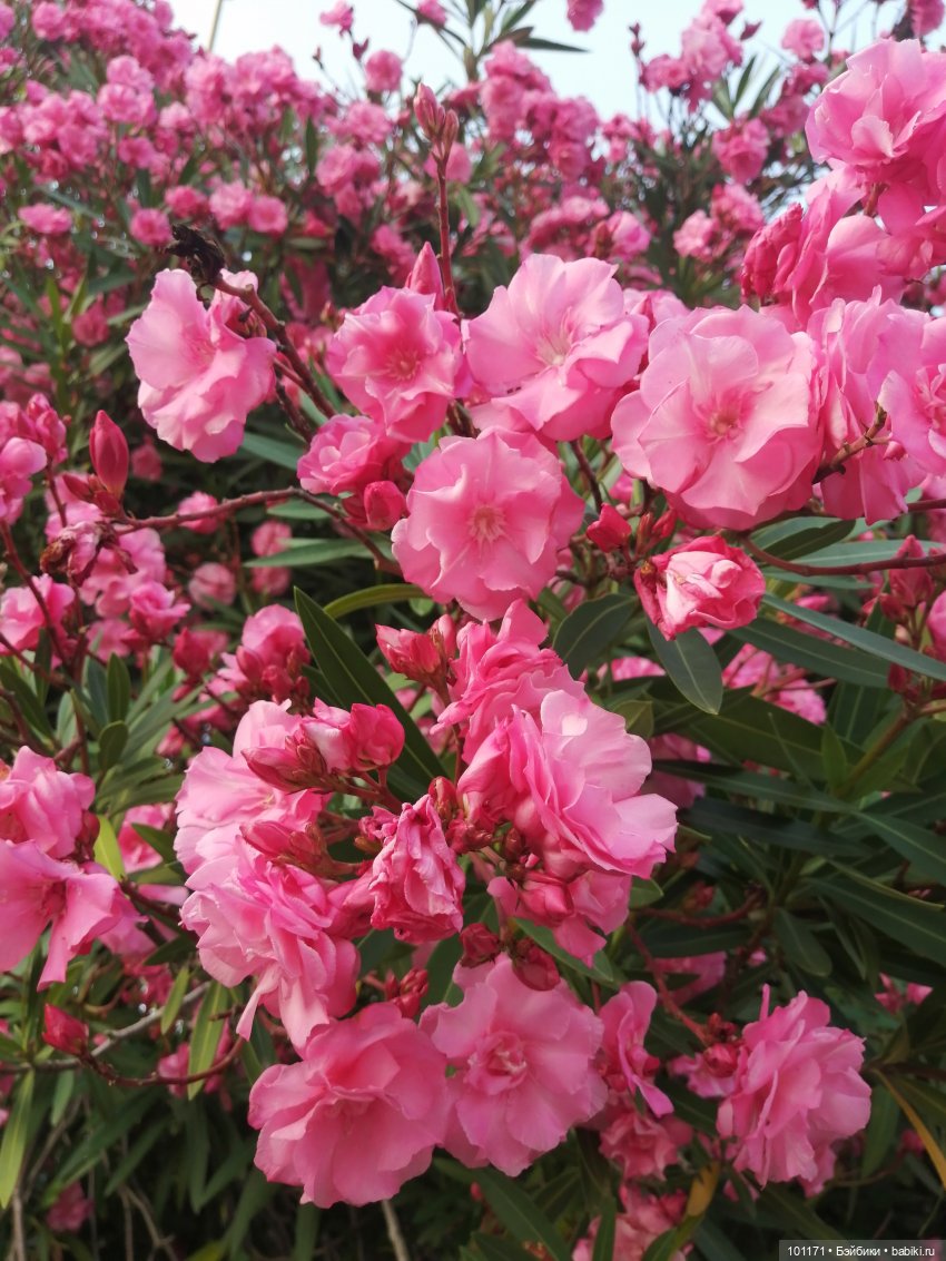 Сухумские этюды 2025.) Часть 1. Светлана