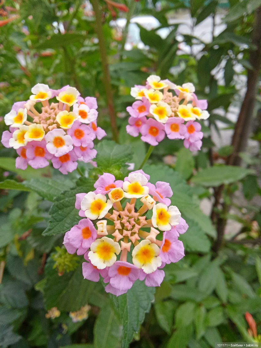 Сухумские этюды 2025. Часть 2. Мариночка