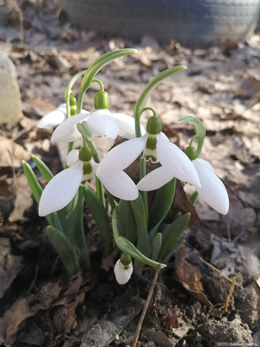 Юлечка: зимние мечты сбываются в апреле!) | Бэйбики Юлечка: зимние мечты сбываются в апреле!) (фото 4)