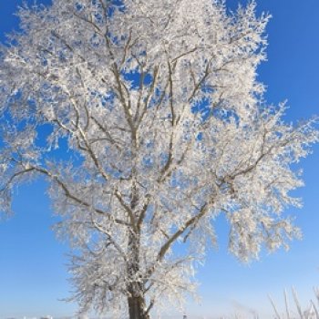 Зимняя прогулка