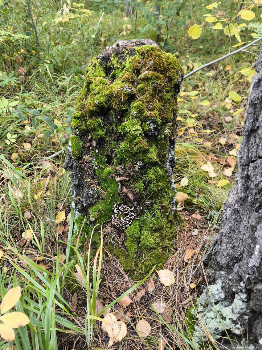 Осень с Сяо — Куклы Momoko и Ruruko (Petworks