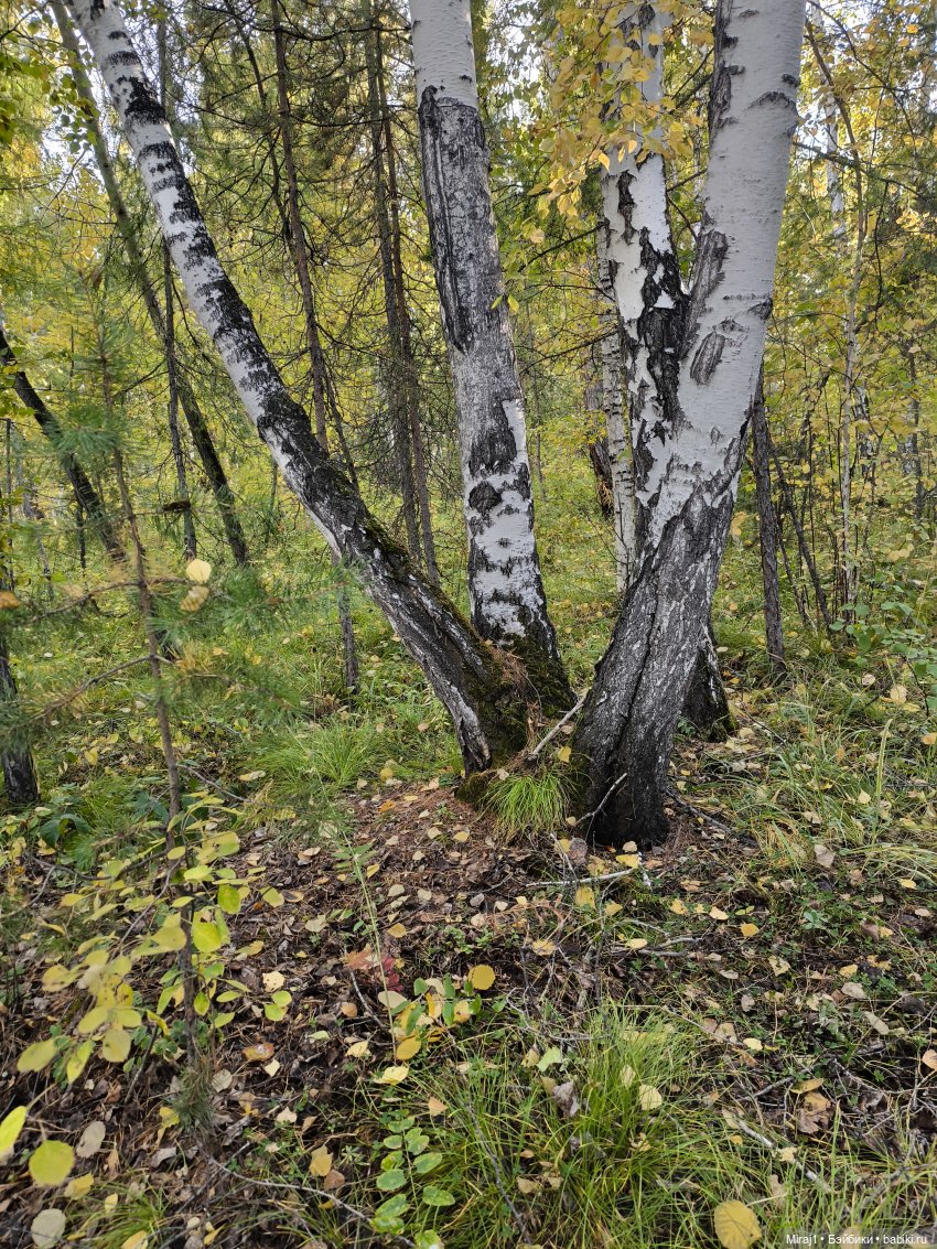 Осень с Сяо — Куклы Momoko и Ruruko (Petworks (фото 4)