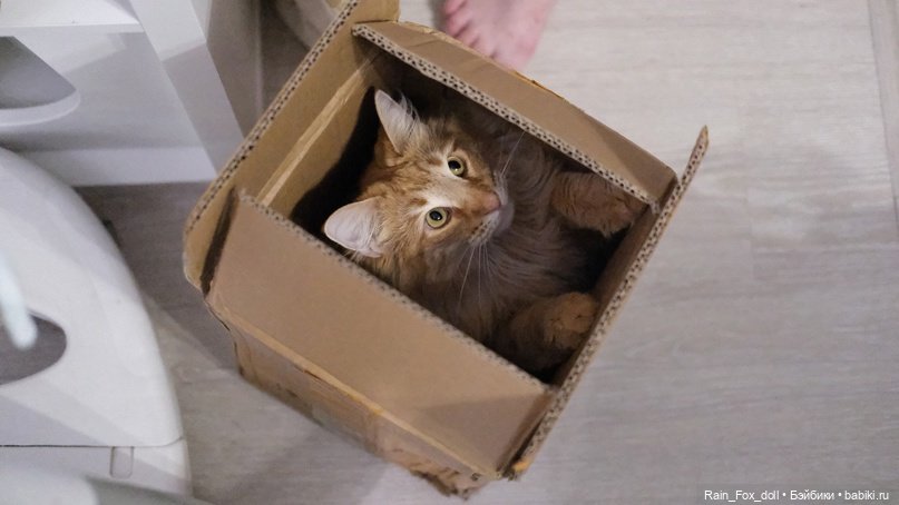 распаковочная кошка моментально прихватизировала коробку себе :3