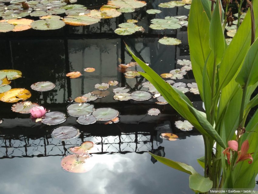 Аптекарский огород. Ч.1 — Туризм и путешествия: фотоотчеты из поездок (фото 10)