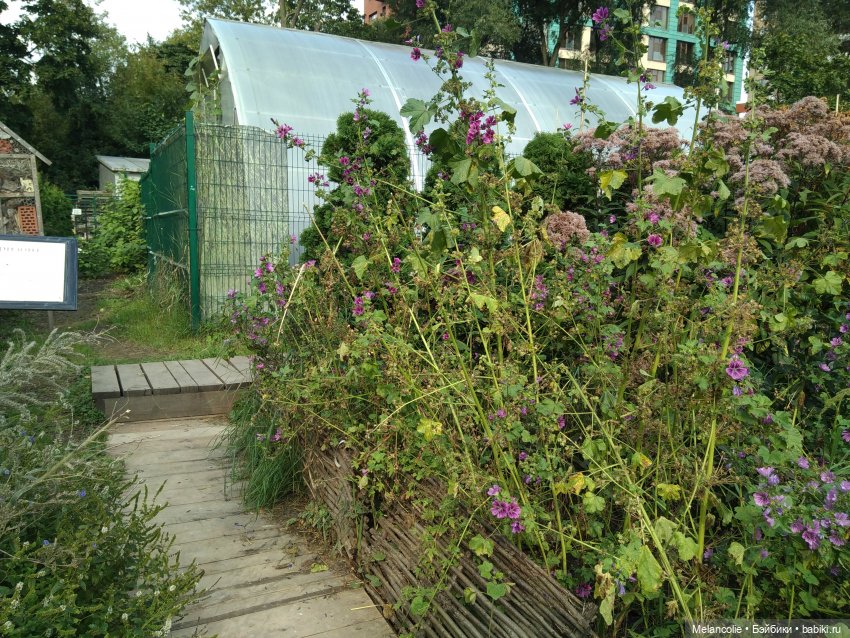 Аптекарский огород. Ч.2 — Туризм и путешествия: фотоотчеты из поездок
