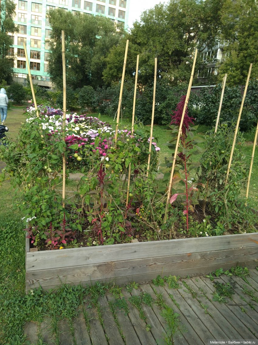 Аптекарский огород. Ч.2 — Туризм и путешествия: фотоотчеты из поездок (фото 10)