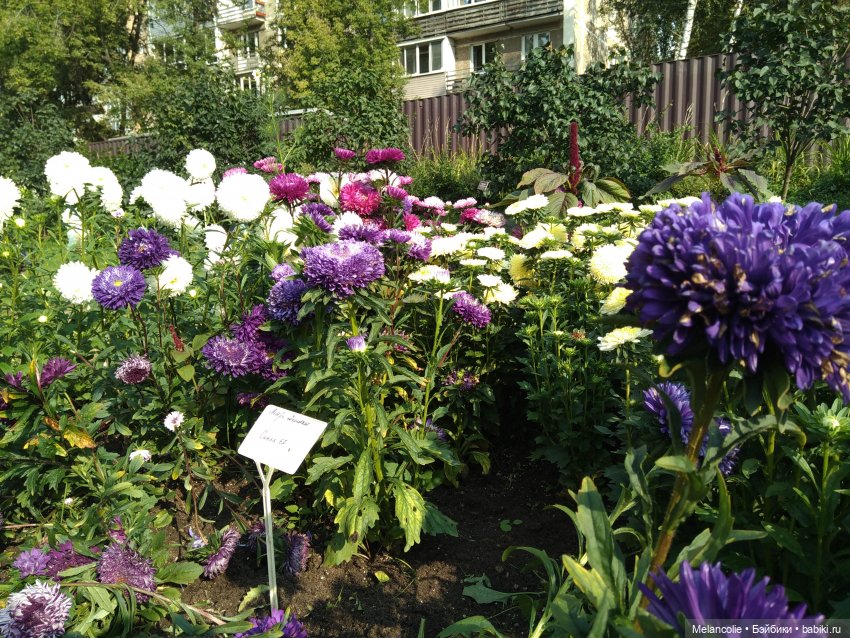 Аптекарский огород. Ч.2 — Туризм и путешествия: фотоотчеты из поездок