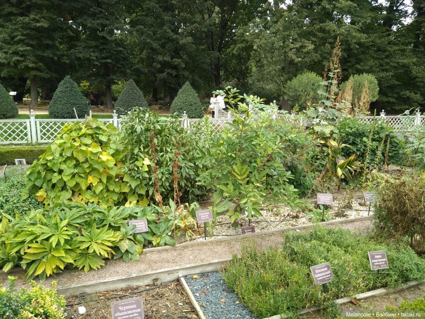 Аптекарский огород. Ч.1 — Туризм и путешествия: фотоотчеты из поездок