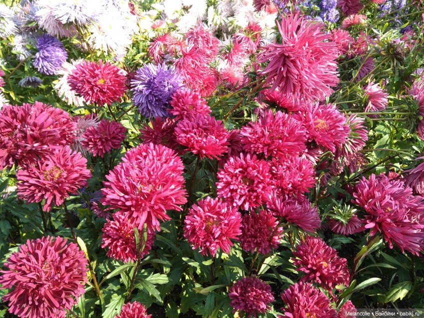 Аптекарский огород. Ч.2 — Туризм и путешествия: фотоотчеты из поездок