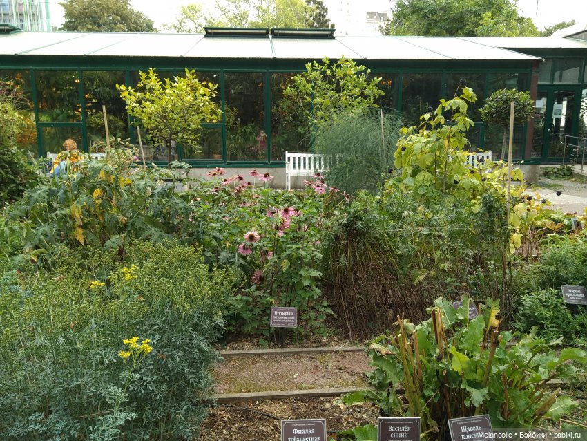Аптекарский огород. Ч.1 — Туризм и путешествия: фотоотчеты из поездок