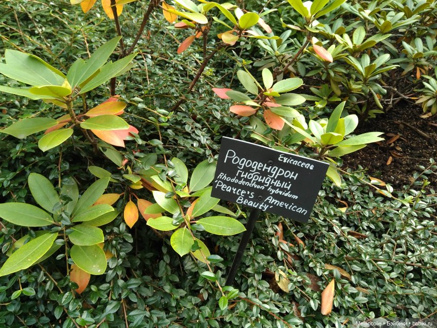 Аптекарский огород. Ч.2 — Туризм и путешествия: фотоотчеты из поездок