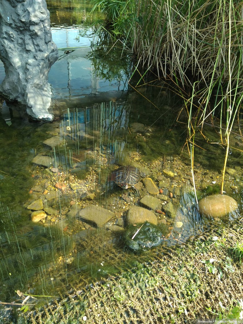 Аптекарский огород. Ч.2 — Туризм и путешествия: фотоотчеты из поездок (фото 4)