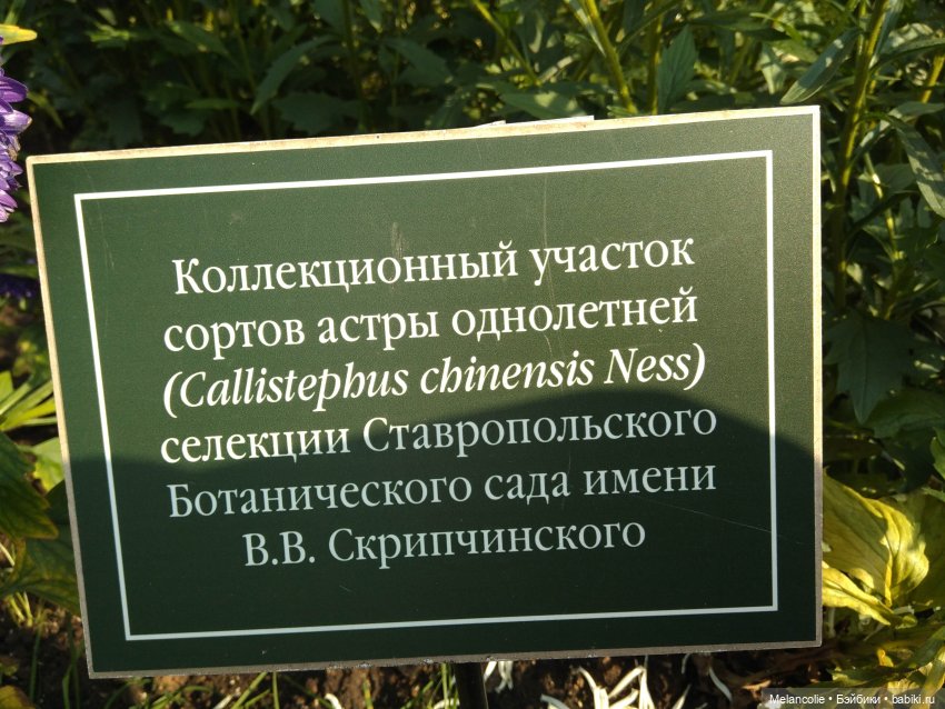 Аптекарский огород. Ч.2 — Туризм и путешествия: фотоотчеты из поездок