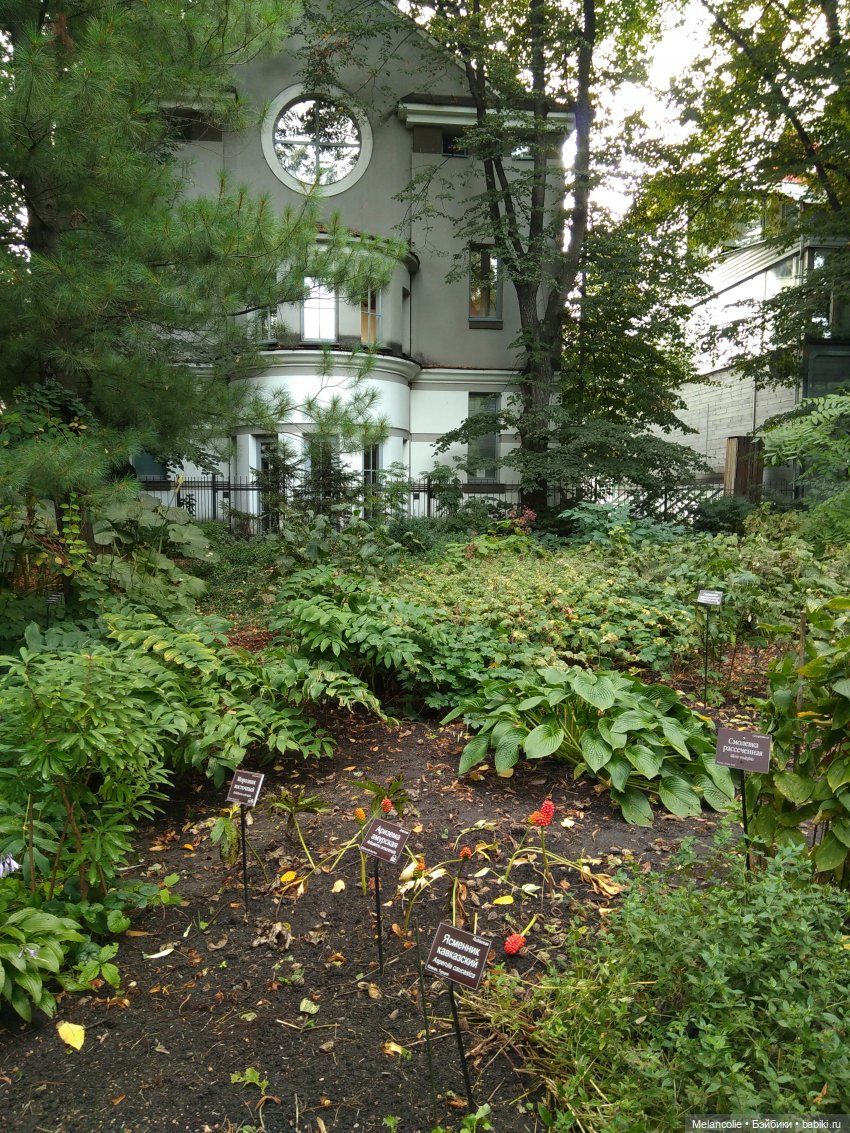 Аптекарский огород. Ч.2 — Туризм и путешествия: фотоотчеты из поездок