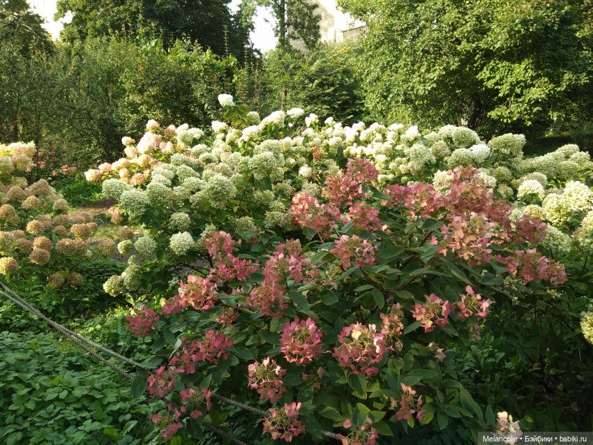 Аптекарский огород. Ч.2 — Туризм и путешествия: фотоотчеты из поездок