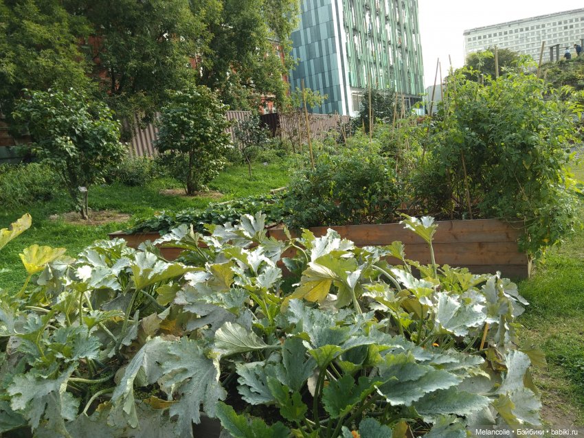 Аптекарский огород. Ч.2 — Туризм и путешествия: фотоотчеты из поездок