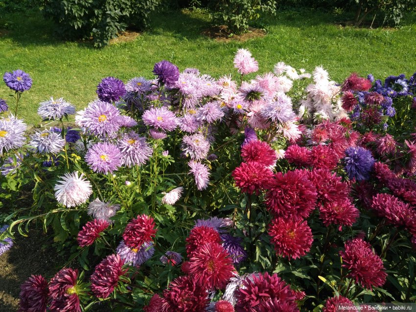 Аптекарский огород. Ч.2 — Туризм и путешествия: фотоотчеты из поездок