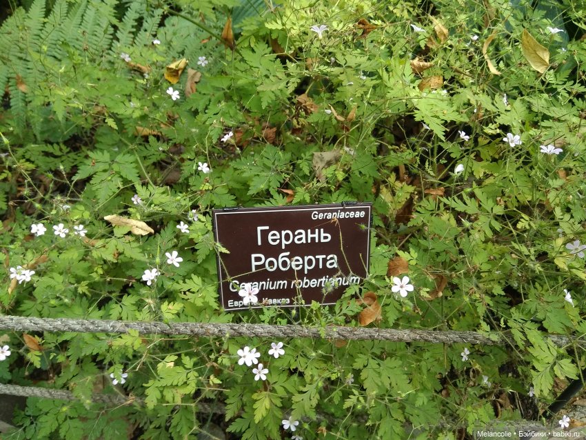 Аптекарский огород. Ч.2 — Туризм и путешествия: фотоотчеты из поездок