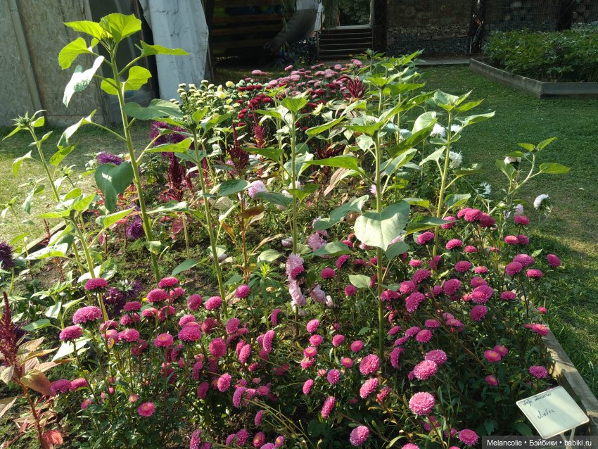 Аптекарский огород. Ч.2 — Туризм и путешествия: фотоотчеты из поездок