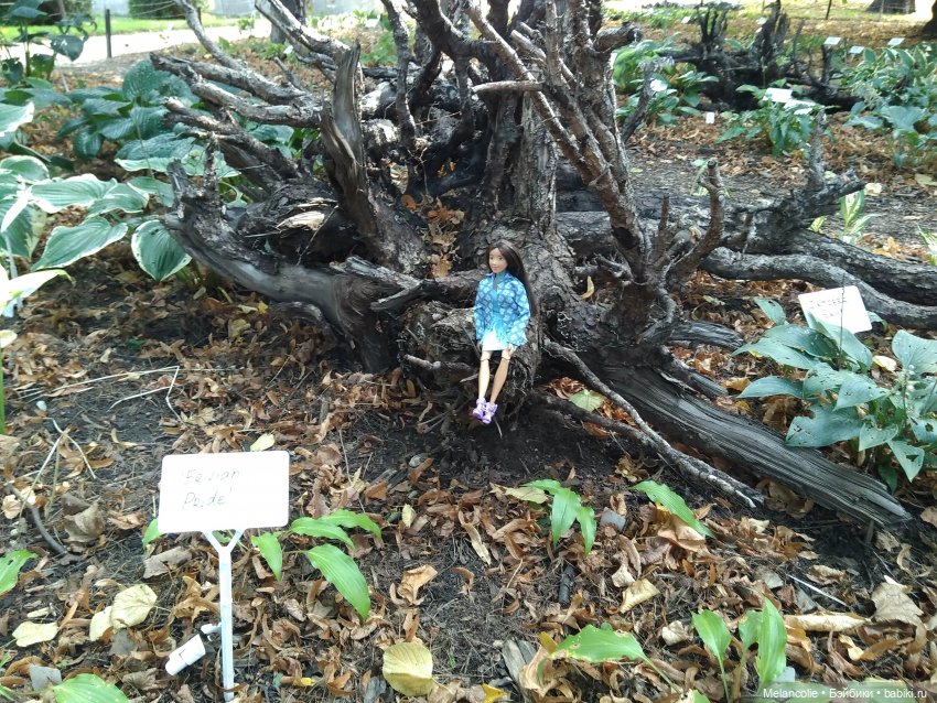 Аптекарский огород. Ч.1 — Туризм и путешествия: фотоотчеты из поездок