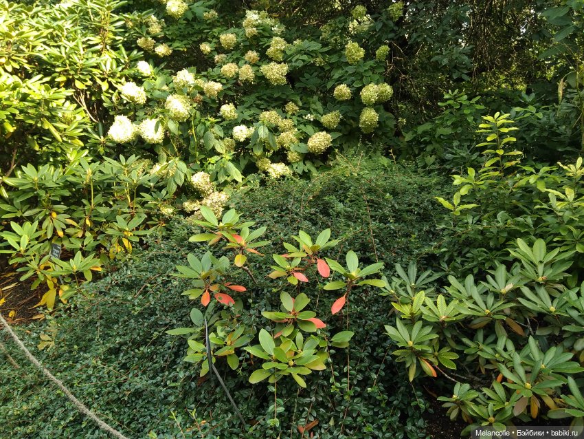 Аптекарский огород. Ч.2 — Туризм и путешествия: фотоотчеты из поездок